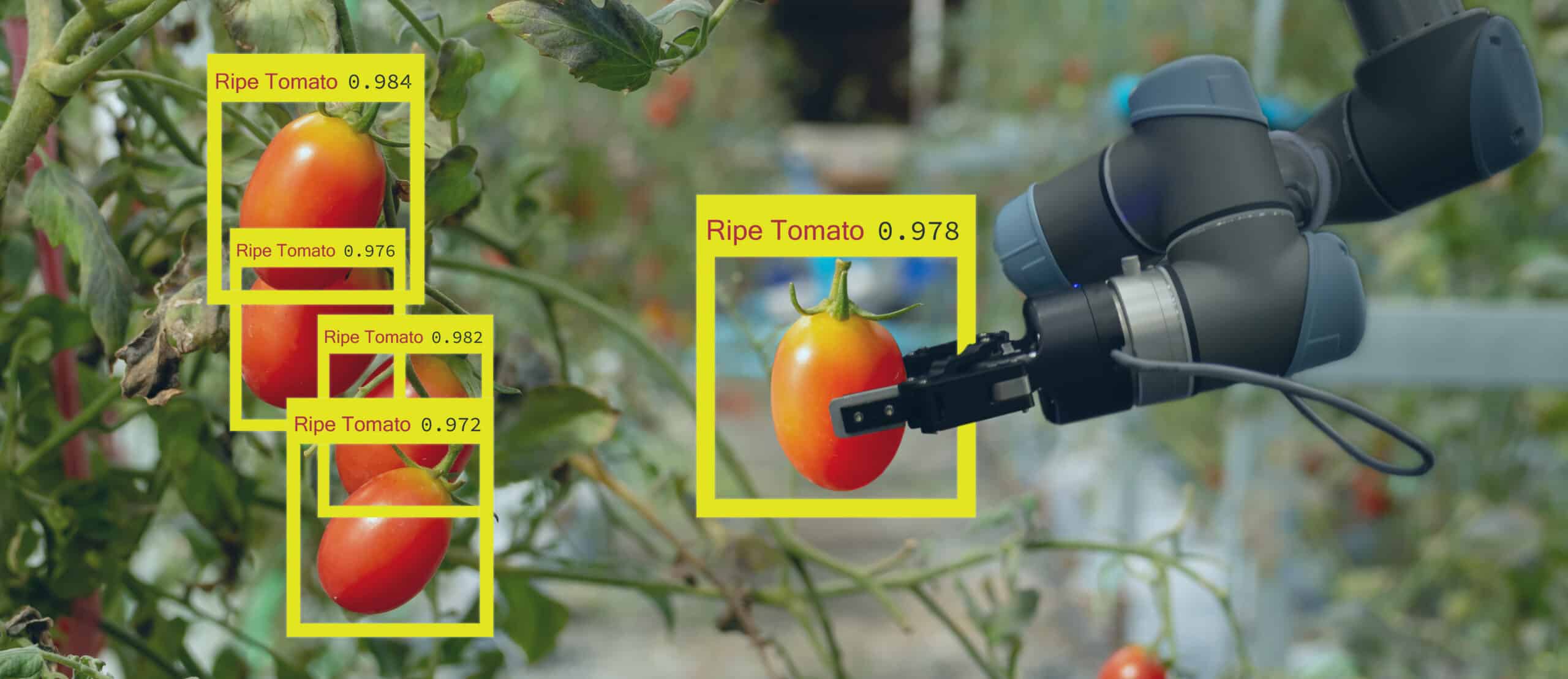 smart robotic in agriculture futuristic concept, robot farmers (automation) must be programmed to work to collect vegetable and fruit by using deep learning and object recognition technology