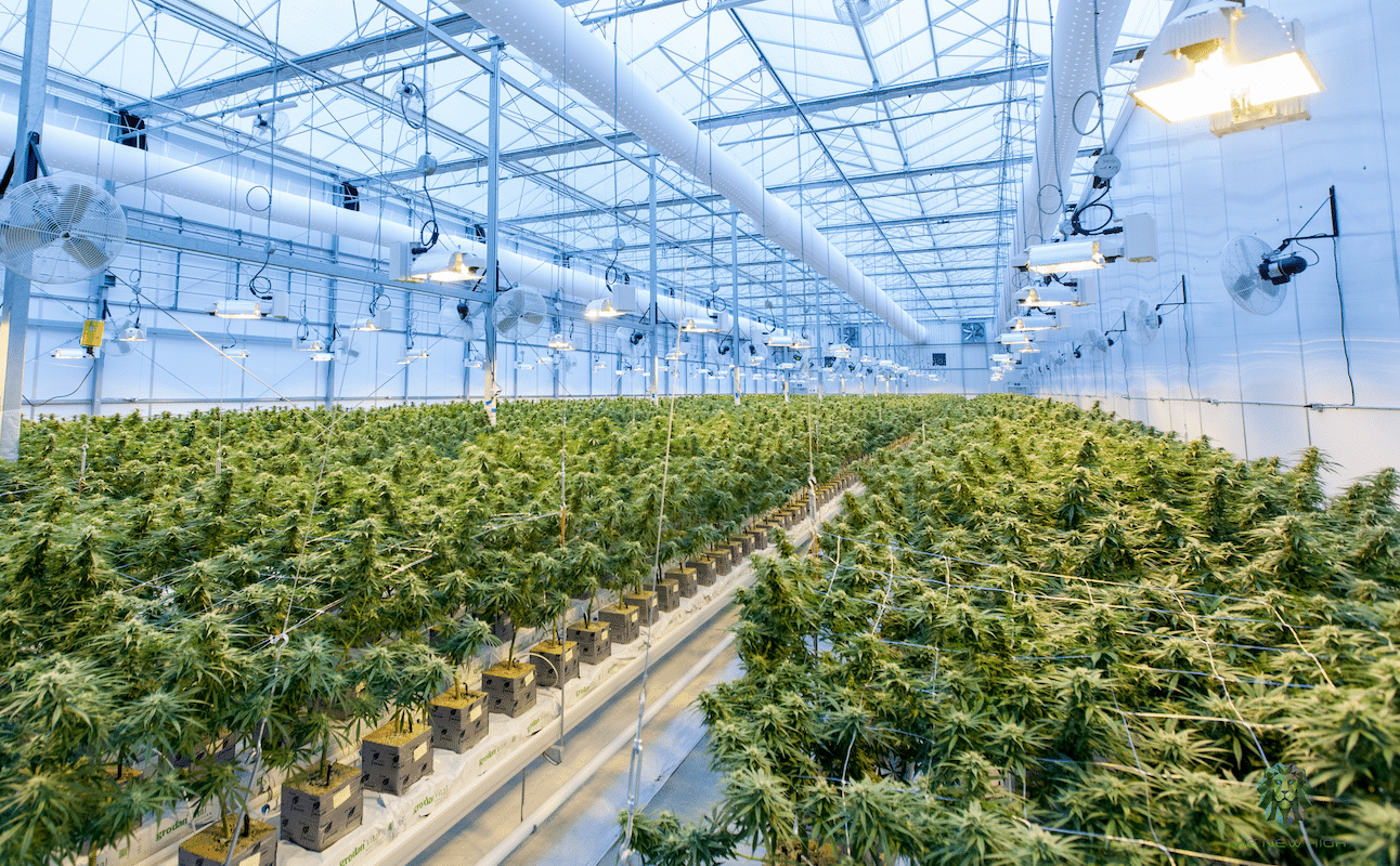Cannabis cultivation technology can provide full automation such as this cannabis indoor grow facility with controlled environment and lighting