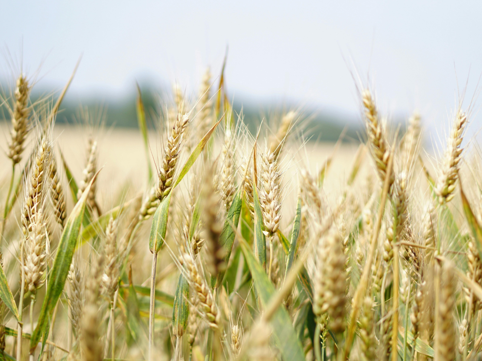 Smart Agricultural Technology